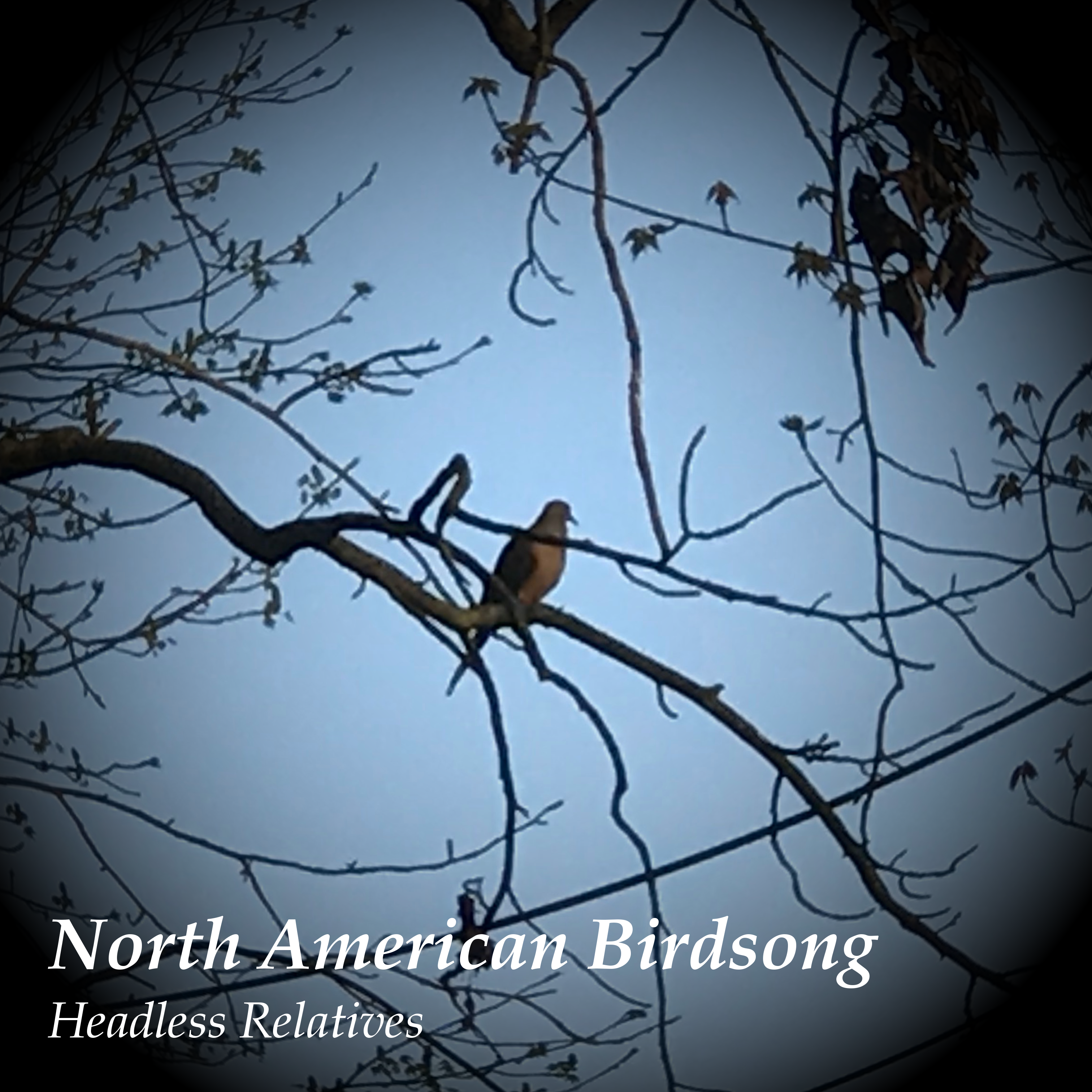 North American Birdsong Album Art